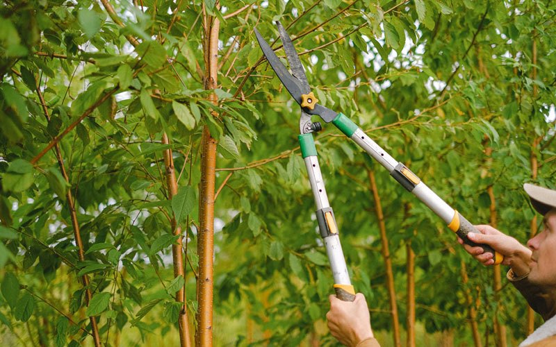Tree trimming in Axtell, UT